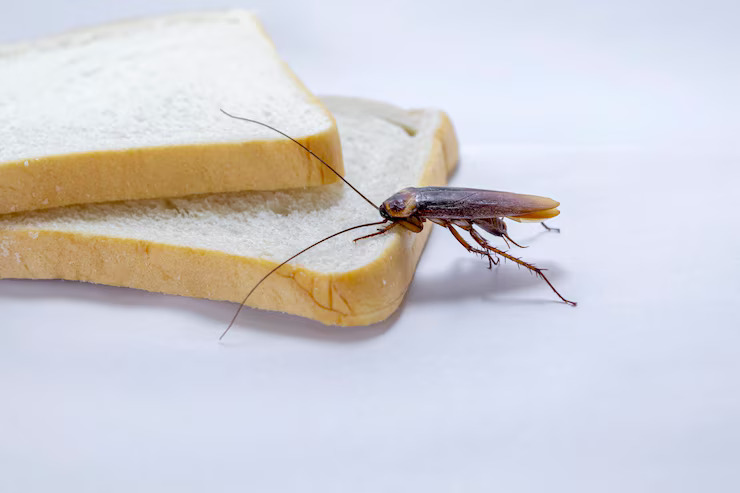 Cockroach hideouts in kitchen