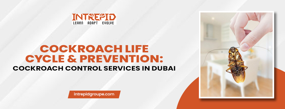 Cockroach Life Cycle & Prevention: Cockroach Control Services in Dubai