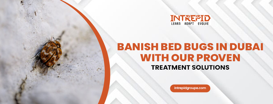 Banish Bed Bugs in Dubai with Our Proven Treatment Solutions