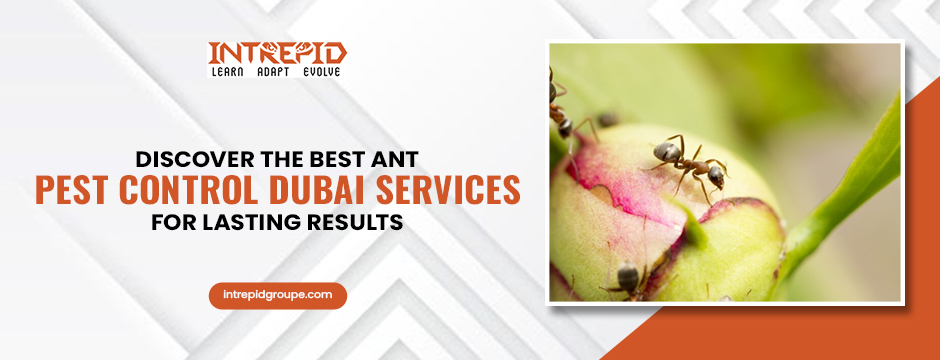 Discover the best Ant pest control dubai services for lasting results