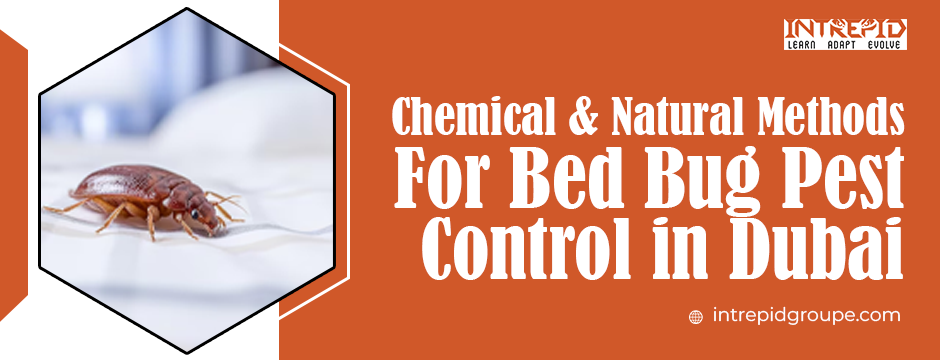 Chemical & Natural Methods for Bed Bug Pest Control in Dubai