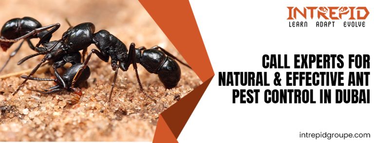 Natural & Effective Ant Pest Control in Dubai