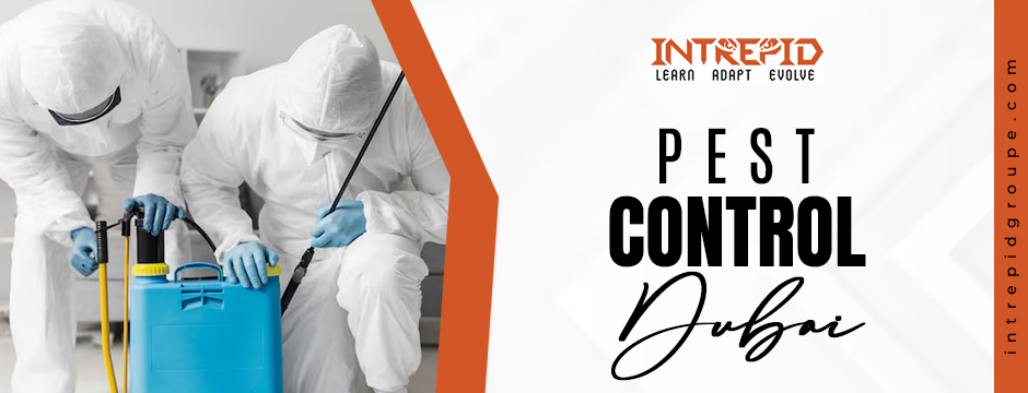 Pest Control in Dubai: Tips to Keep Your Home Pest-Free Year-Round