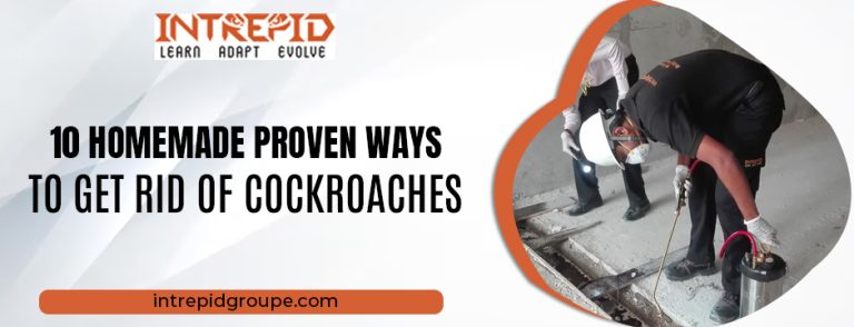 10 Homemade Proven Ways to Get Rid of Cockroaches