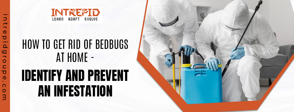 How to Get Rid of Bedbugs at Home - Identify and Prevent an Infestation