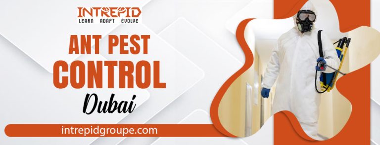 Ant pest control dubai