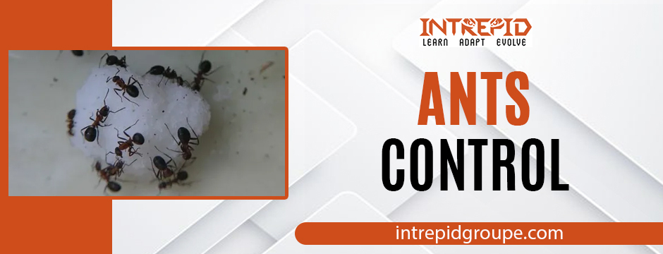 Ants control