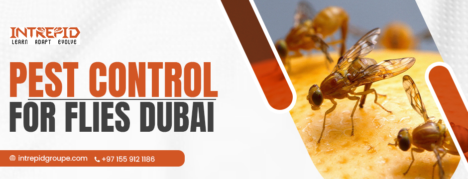 Flies Are More Than Just A Nuisance: You Need Proper Pest Control for Flies in Dubai