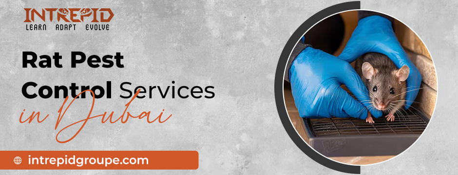 Why Rat Pest Control Services in Dubai Matter for Homes?