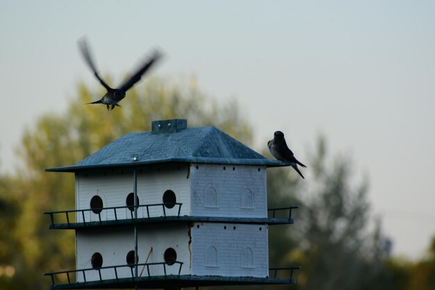 Birdhouse Image